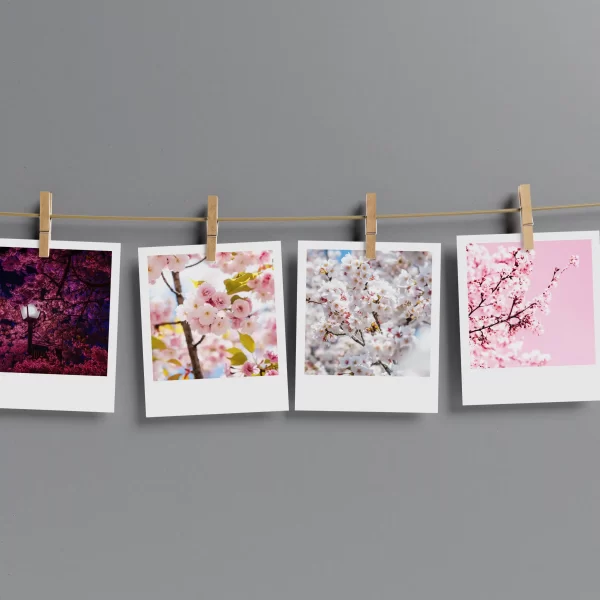 Cherry Blossom Prints Set of 13