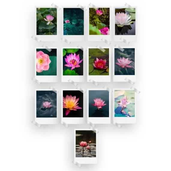 Lotus Polaroids Set of 13