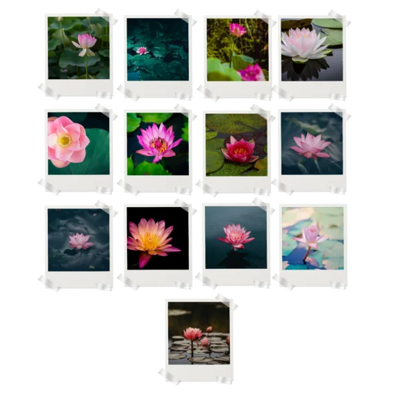 Lotus Polaroids Set of 13