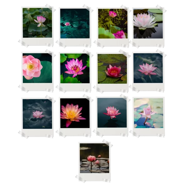 Lotus Polaroids Set of 13