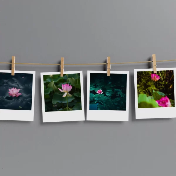 Lotus Polaroids Set of 13