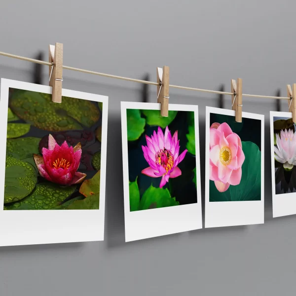 Lotus Polaroids Set of 13