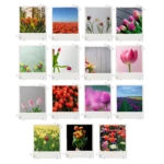 Tulips Polaroids Set of 15