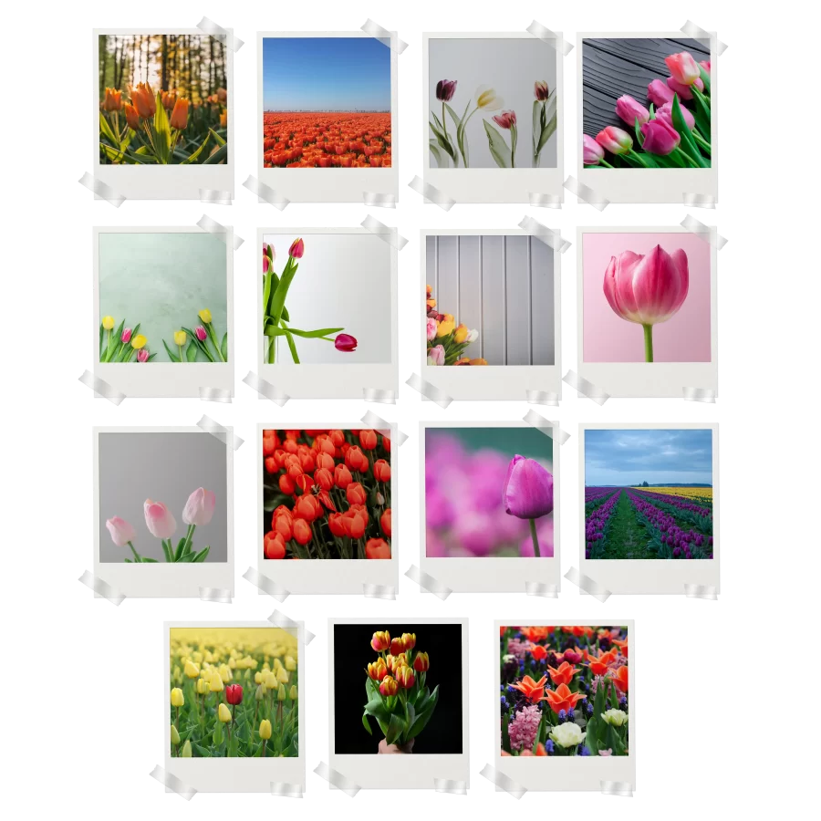 Tulips Polaroids Set of 15