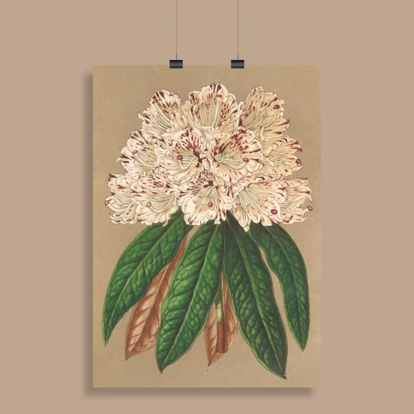 Vintage Botanical Wall Poster