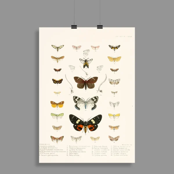 Vintage Butterflies Wall Poster