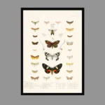 Vintage Butterflies Wall Poster