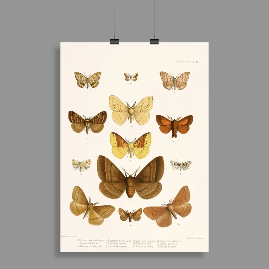 Vintage Butterflies Wall Poster