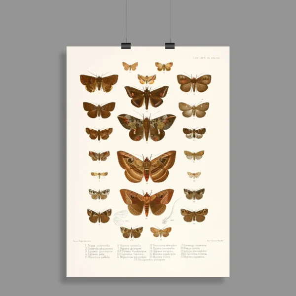 Vintage Butterflies Wall Poster