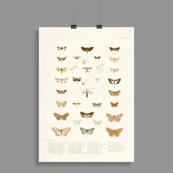 Vintage Butterflies Wall Poster