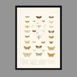 Vintage Butterflies Wall Poster